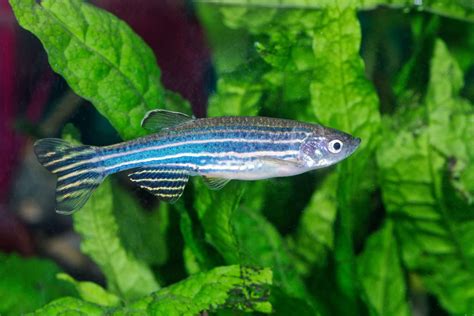 neon danio fish|7 Most Common Danio Fish for Your Aquarium .